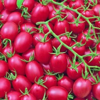 Pink Grape Tomaten Samen Pink Grape Tomaten Samen