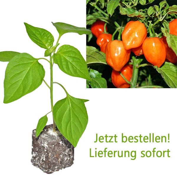BIO Habanero Orange Chili-Pflanze