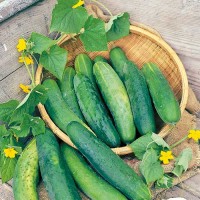 Einlegegurke_Long_Green_Ridge_Samen_1.jpg Einlegegurke_Long_Green_Ridge_Samen_1.jpg