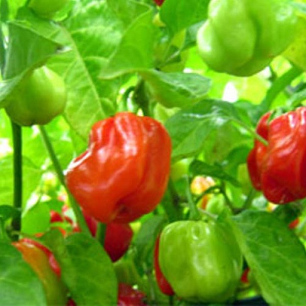 BIO Habanero Guadara Chili Samen