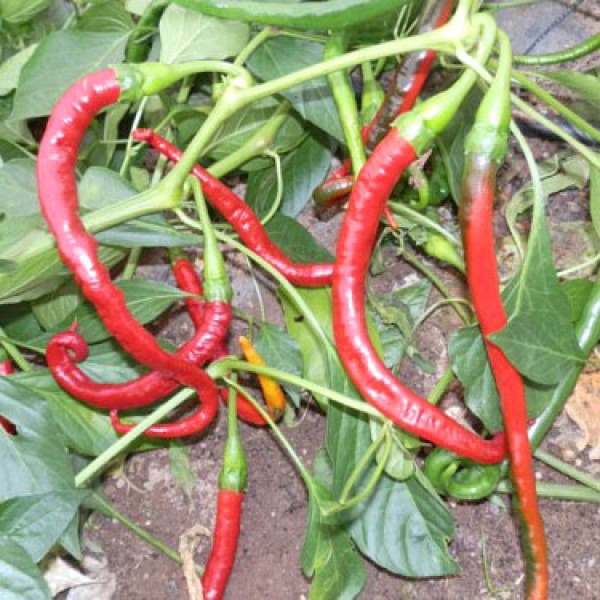 Sigaretta di Bergamo Chili Samen