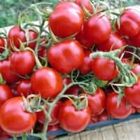 Tondino_Maremmano_Tomaten_Samen_1.jpg Tondino_Maremmano_Tomaten_Samen_1.jpg
