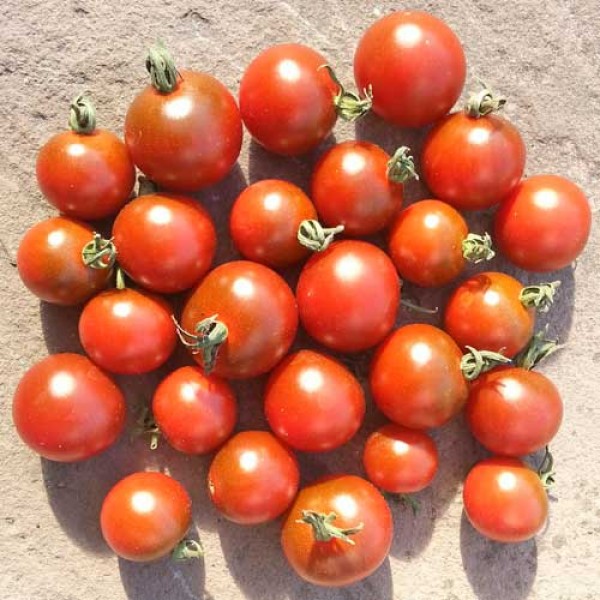 Garnet_Tomaten_Samen_1.jpg