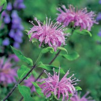 Bergamotte_Wild_Samen_1.jpg Bergamotte_Wild_Samen_1.jpg