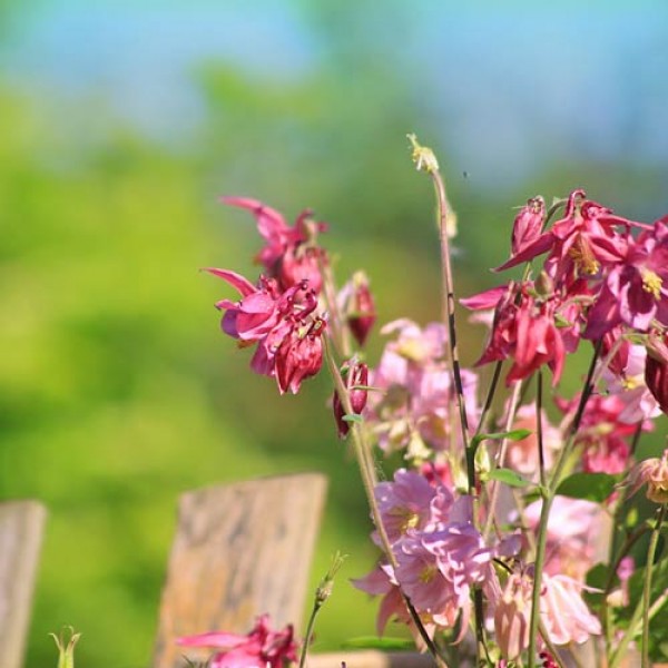 Ein blühender Garten das ganze Jahr