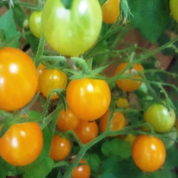 Blondkoepfchen_Tomaten_Samen_1.jpg