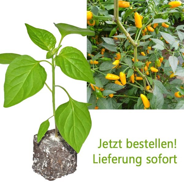 BIO Tabasco Short Yellow Chili-Pflanze