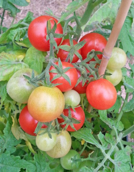 Window Box Red Tomaten Samen