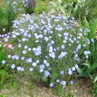 Ausdauernder_Lein_Samen_1.jpg Ausdauernder_Lein_Samen_1.jpg