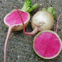 Radieschen_Winter_Watermelon_Samen_1.jpg Radieschen_Winter_Watermelon_Samen_1.jpg