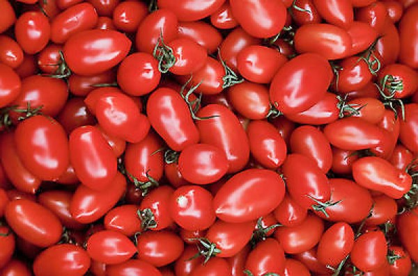 Cherry Roma Tomaten Samen