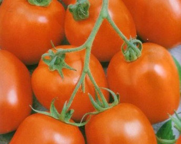 Zömök Tomaten Samen