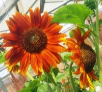 Sonnenblume_Velvet_Queen_Samen_1.jpg Sonnenblume_Velvet_Queen_Samen_1.jpg