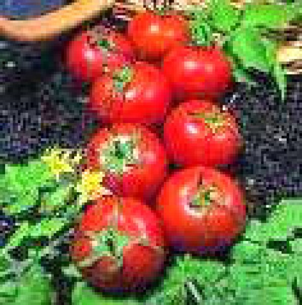 Harbinger Tomaten Samen