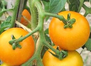 Tangerine Tomaten Samen