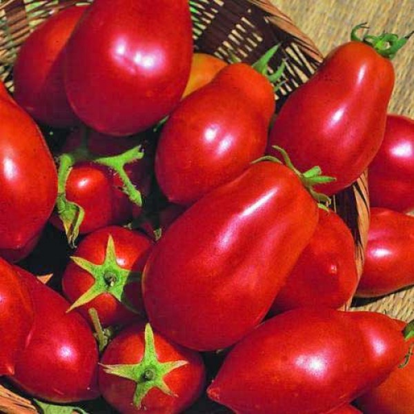 San_Marzano_Red_Plum_Tomaten_Samen_1.jpg