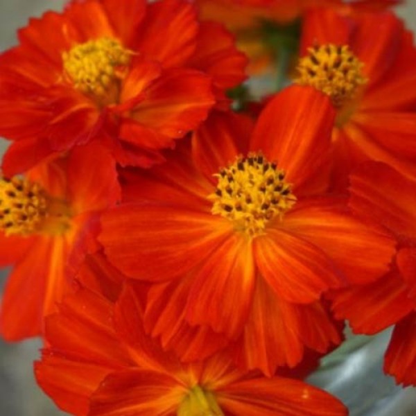 Schmuckkoerbchen_Cosmea_Sulphureus_Redcrest_Samen_1.jpg