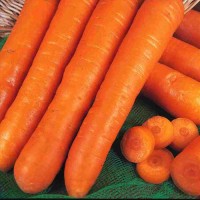 Karotte_Early_Nantes_Samen_1.jpg Karotte_Early_Nantes_Samen_1.jpg