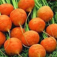 Karotte_Parisian_Market_Samen_1.jpg Karotte_Parisian_Market_Samen_1.jpg