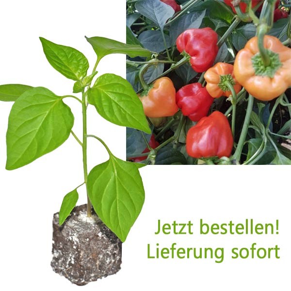 BIO Hot Apple Chili-Pflanze