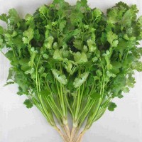 Koriander_Green_Aroma_Samen_1.jpg Koriander_Green_Aroma_Samen_1.jpg