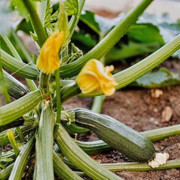 Zucchini selbst anbauen