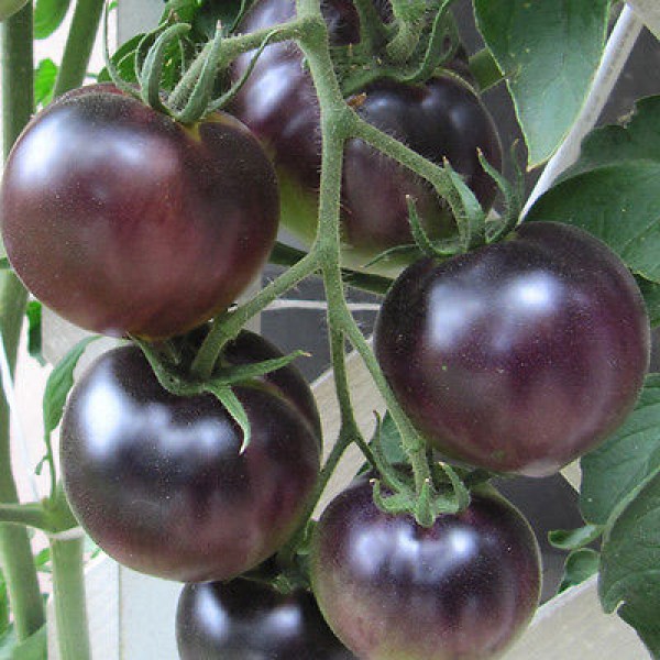 Black Cherry Tomaten Samen