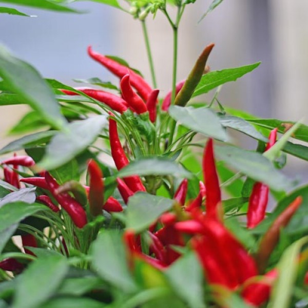 Thai_Red_Chili_Samen_1.jpg