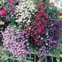 Lobelie_Cascade_Mix_Samen_1.jpg Lobelie_Cascade_Mix_Samen_1.jpg