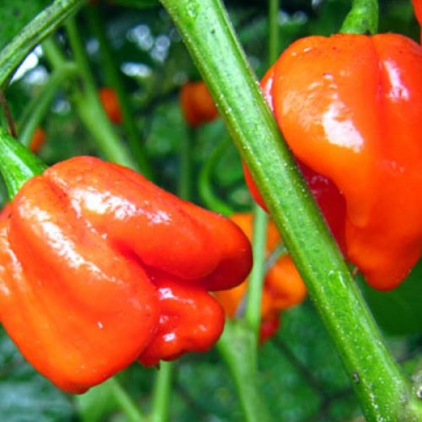 BIO Scotch Bonnet Safi red Chili Samen