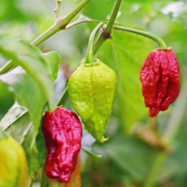 Bio_Trinidad_Scorpion_Moruga_Black_Chili_Samen_01.jpg