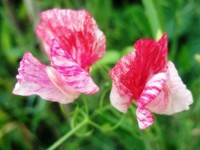 Duftwicke_Heirloom_America_Samen_1.jpg Duftwicke_Heirloom_America_Samen_1.jpg