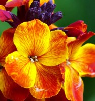 Mauerbluemchen_Fire_King_Samen_1.jpg Mauerbluemchen_Fire_King_Samen_1.jpg