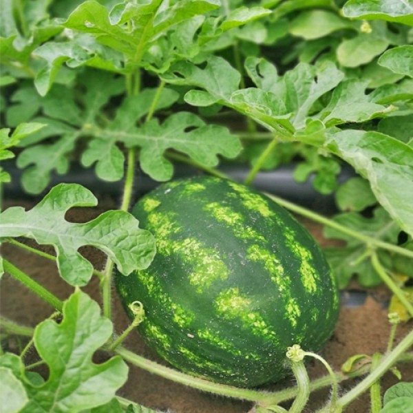 Melonen selbst anbauen - das erfrischende Obst im eigenen Garten