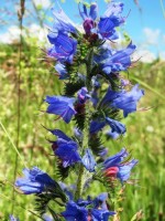 Natternkopf_Samen_1.jpg Natternkopf_Samen_1.jpg