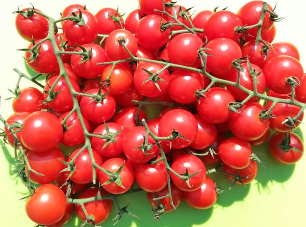 Juanita Tomaten Samen