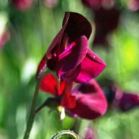 Duftwicke_Heirloom_Black_Knight_Samen_1.jpg Duftwicke_Heirloom_Black_Knight_Samen_1.jpg