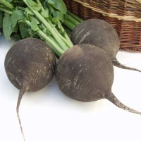 Radieschen_Black_Spanish_Round_Samen_1.jpg Radieschen_Black_Spanish_Round_Samen_1.jpg