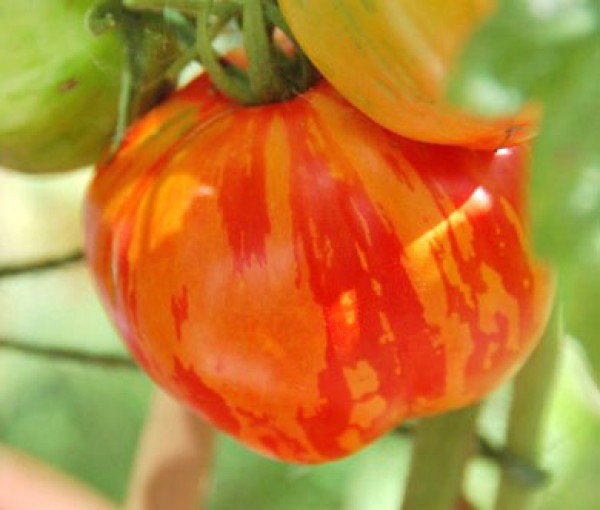 Striped Stuffer Tomaten Samen