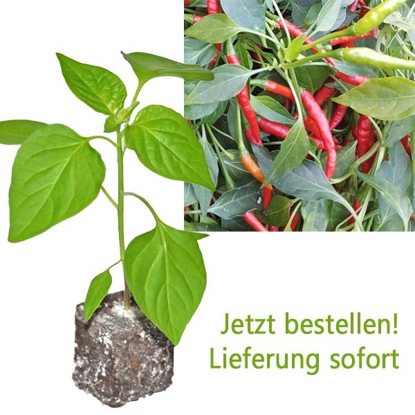 BIO Burning Bush Chili-Pflanze