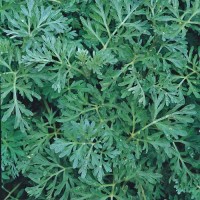 Beifuss_Samen_1.jpg Beifuss_Samen_1.jpg