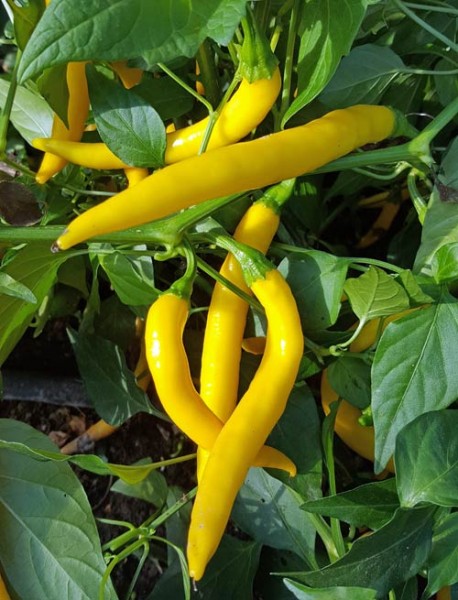 Cayenne_Golden_Chili_Samen_1.jpg