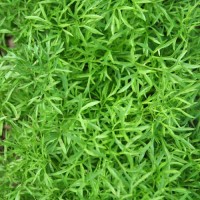 Koriander_Confetti_Samen_1.jpg Koriander_Confetti_Samen_1.jpg