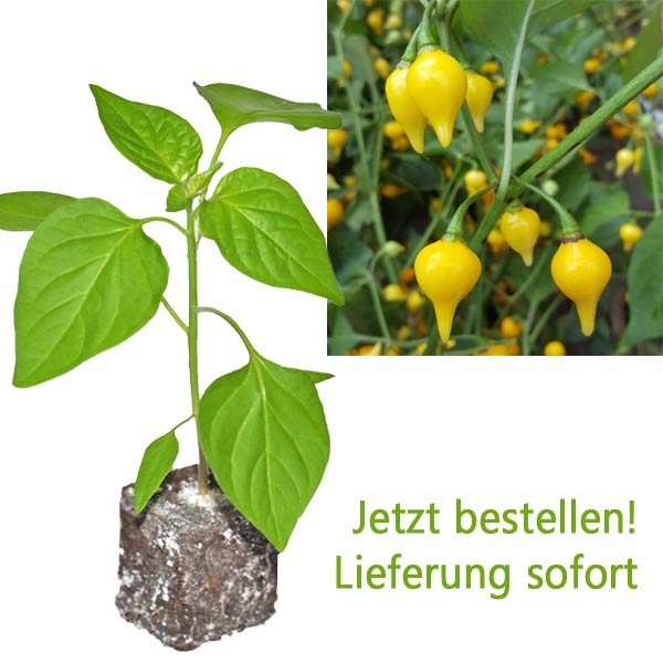 BIO Biquinho Amarelo Chili-Pflanze
