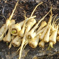 Pastinake_Hollow_Crown_Samen_1.jpg Pastinake_Hollow_Crown_Samen_1.jpg