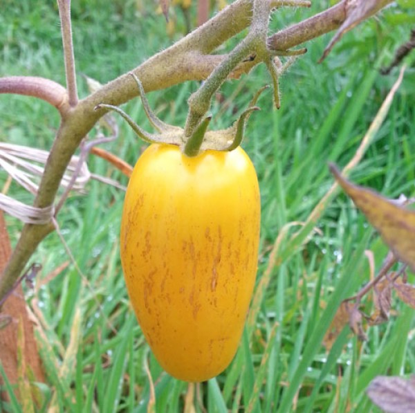 Banana Legs Tomaten Samen