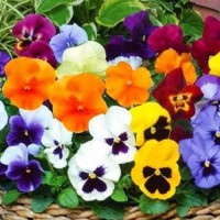 Stiefmuetterchen_Forerunner_Mix_Samen_1.jpg Stiefmuetterchen_Forerunner_Mix_Samen_1.jpg