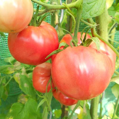 Olena Ukrainian Tomaten Samen