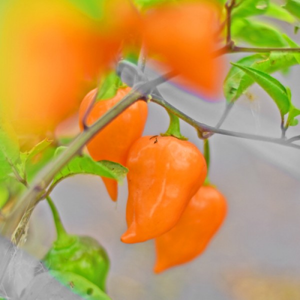 Habanero_Chelsea_Chili_Samen_01.jpg