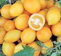 Lemon Plum Tomaten Samen Lemon Plum Tomaten Samen